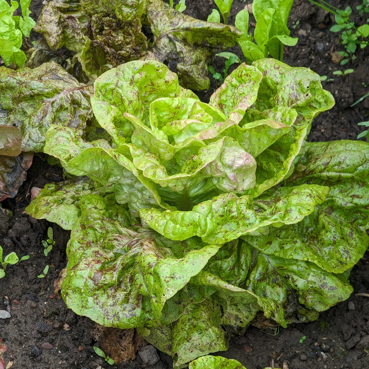 Romanasalat 'Forellenschluss' (Lactuca sativa) Bio Saatgut