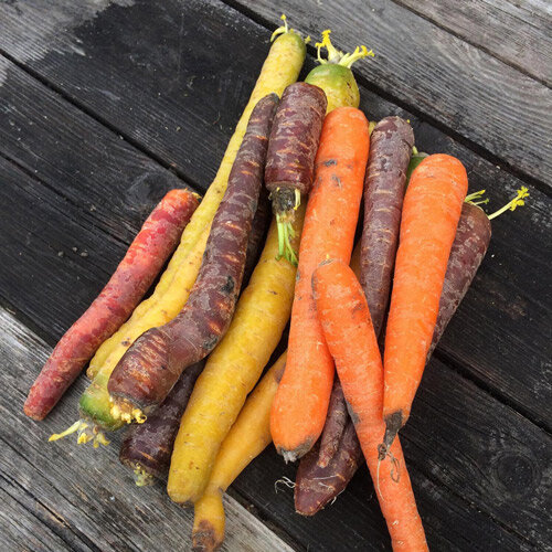 Colourful carrots in orange, yellow and purple on a wooden table