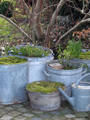 Old zinc tubs and buckets used as planters with moss and spring flowers, beside a watering can