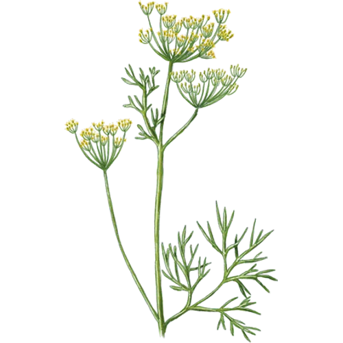 Dill Varieties