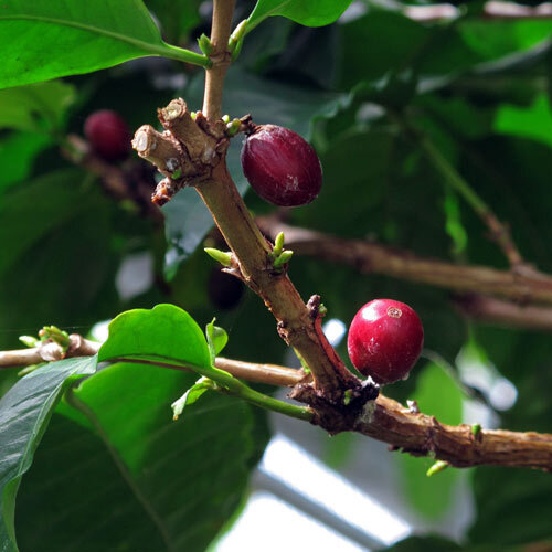 Branch of a coffee plant with red coffee cherries