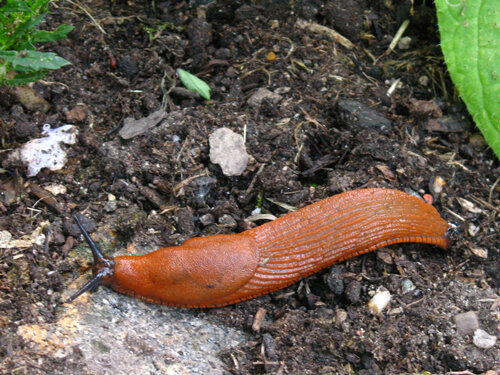 Orange-brown slug crawling across garden soil