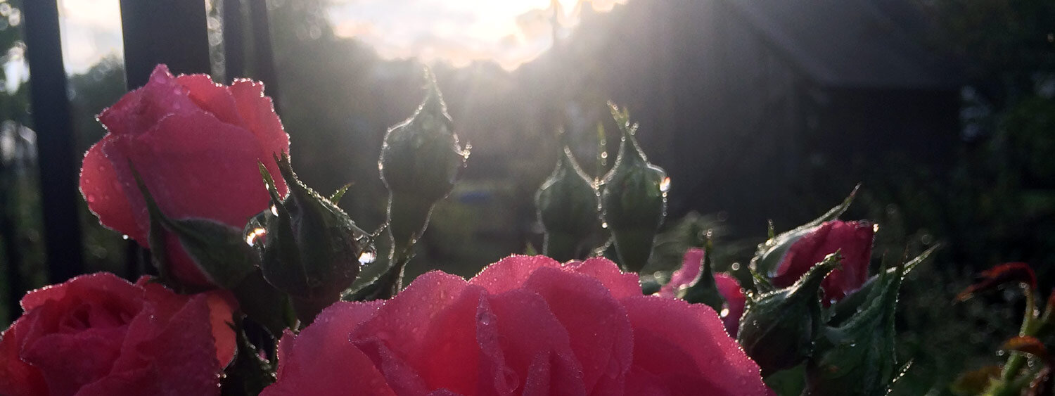 Evening light in the garden