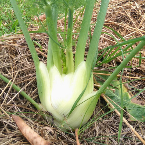 Florence fennel with a white bulb in a straw-mulched bed
