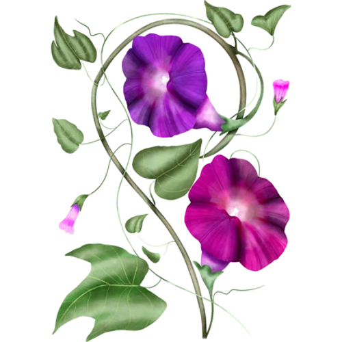 Morning Glories