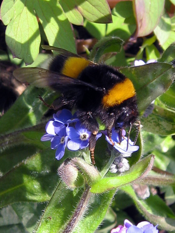 Bumblebee collecting nectar from small blue flowers