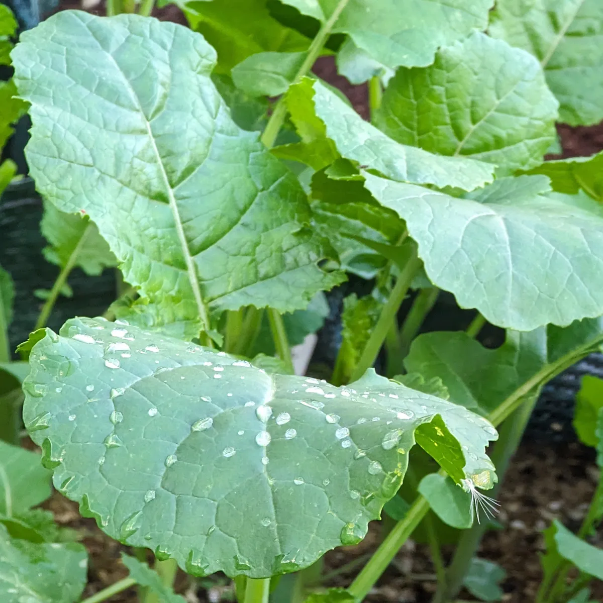 Abessinischer Kohl (Brassica carinata) Samen