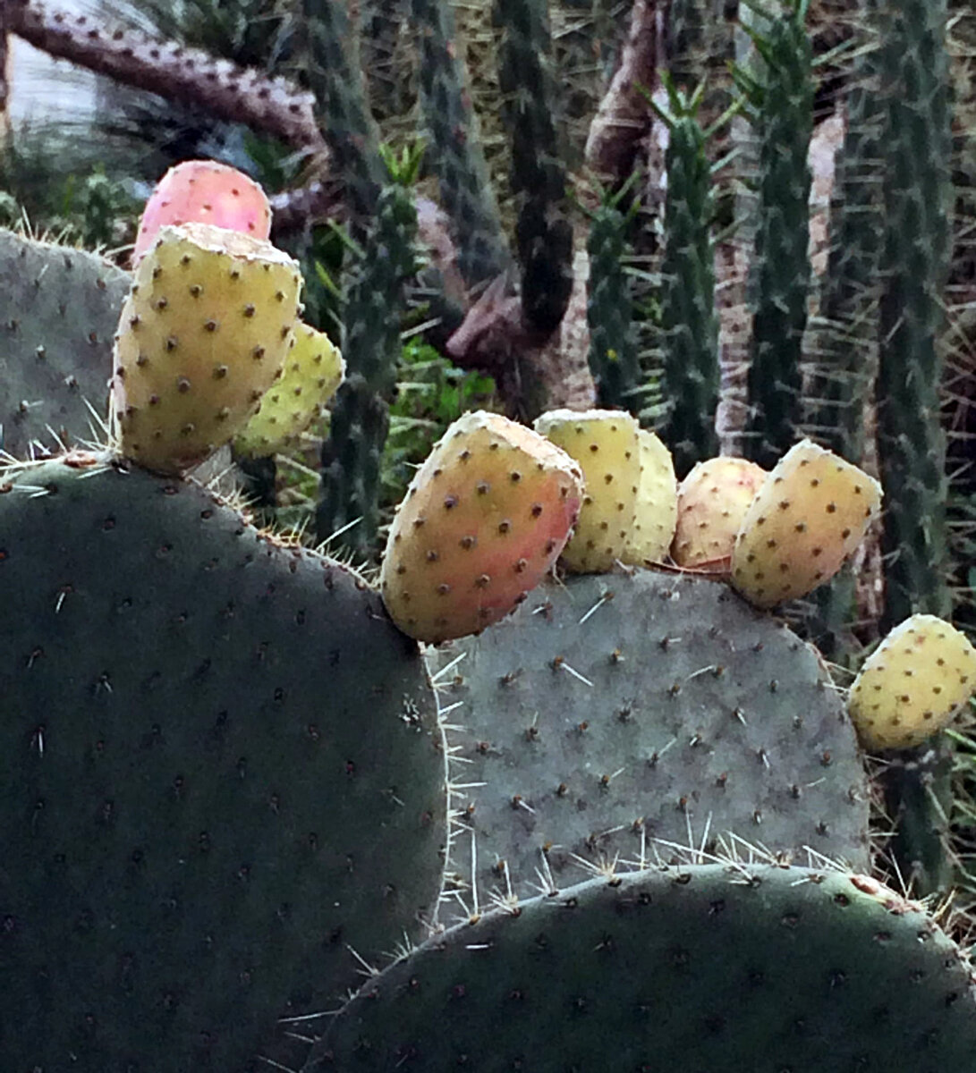 Prickly pear cactus