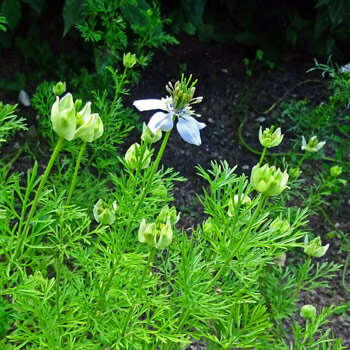 Black cumin (Nigella sativa) with a white flower, buds and finely divided leaves