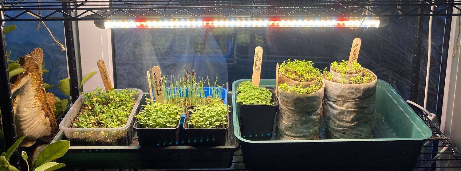 Starting seedlings indoors