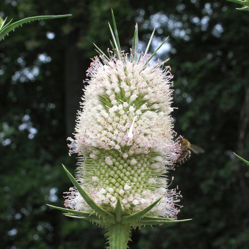 Wild Teasel / Fuller's Teasel (Dipsacus fullonum) organic seeds