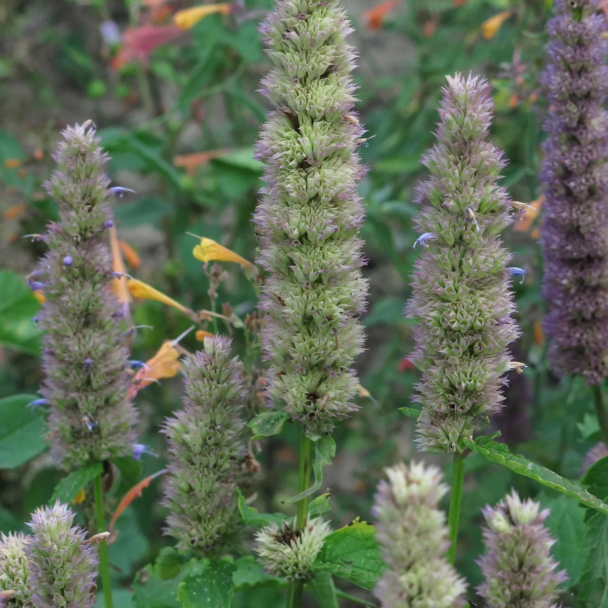 Asiatische Duftnessel | Koreanische Minze (Agastache rugosa) Bio-Saatgut