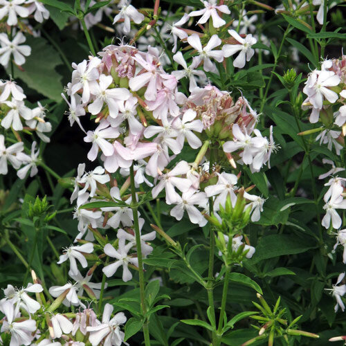 Common Soapwort / Bouncing-Bet (Saponaria officinalis) organic seeds