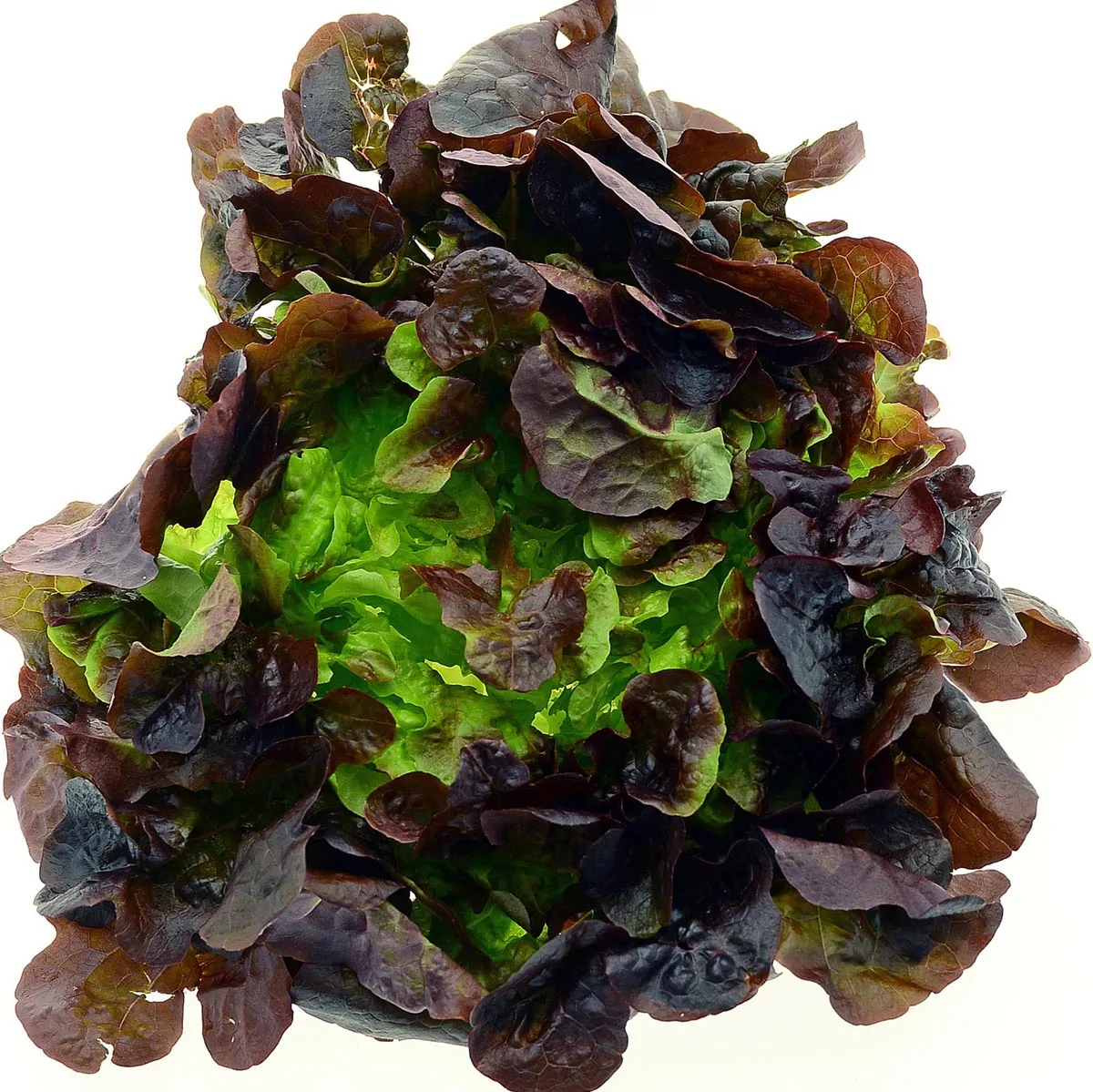 Pflücksalat 'Lollo Rosso' (Lactuca sativa var. crispa) Samen