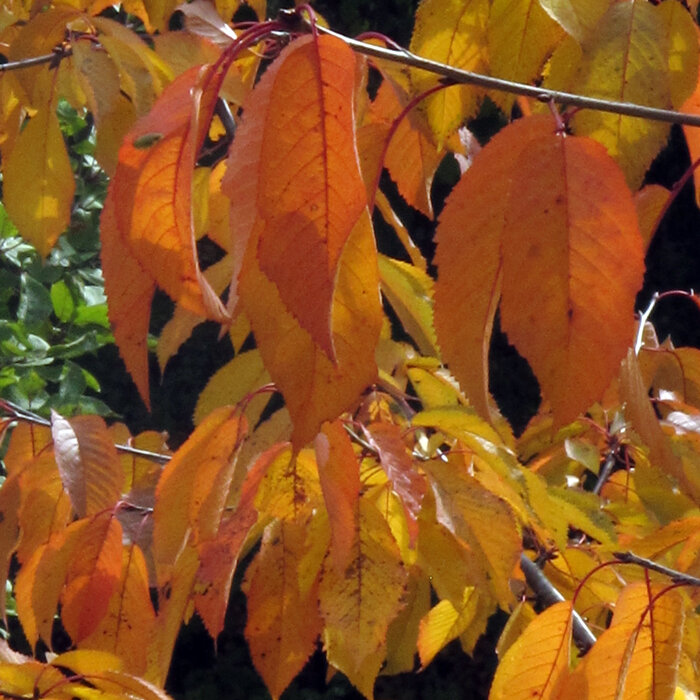 Cherry leaves turning orange and yellow in autumn