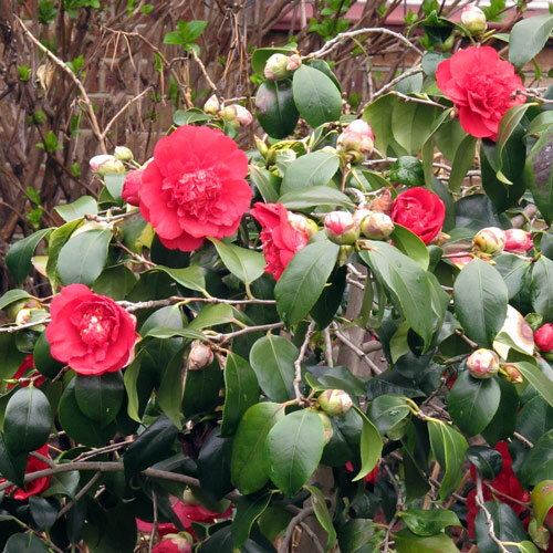 Camellia (Camellia japonica) with double red flowers and buds