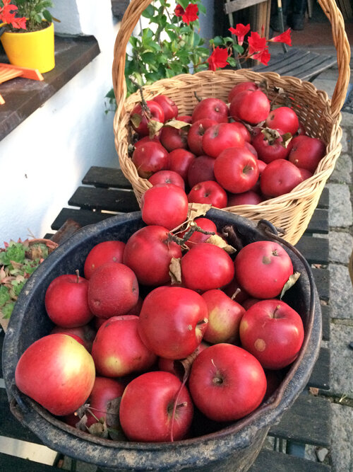 Freshly picked red apples in a wicker basket and a bucket