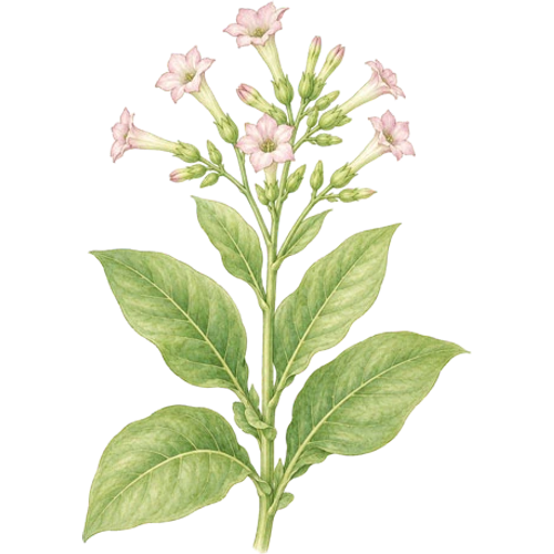 Tobacco