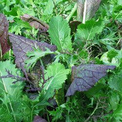 Mix of green and purple-red Asian salad leaves