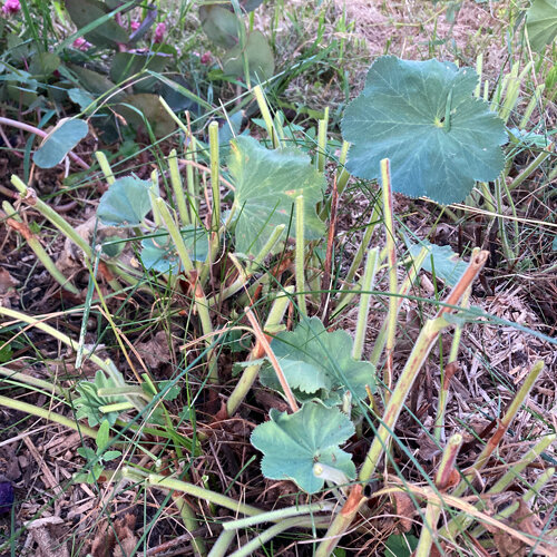 Lady’s mantle after cutting back: short stems and a few fresh leaves