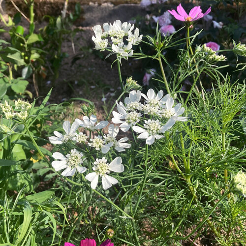 White laceflower (Orlaya grandiflora) with white umbels in a summer border