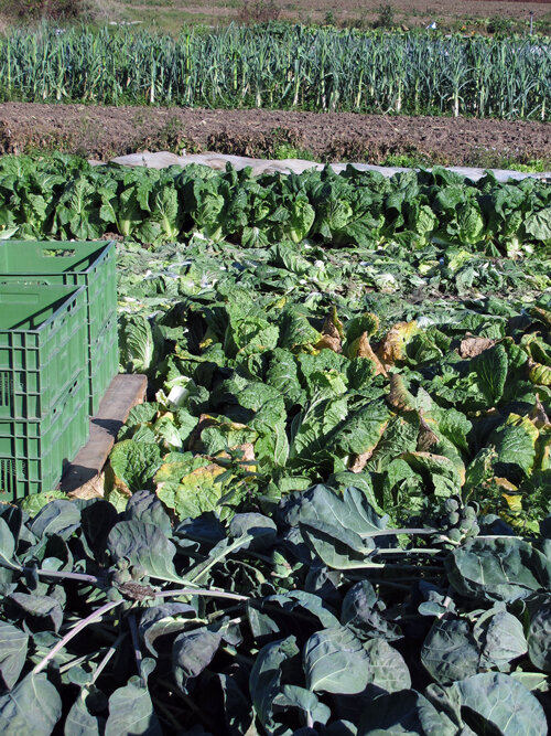 Vegetable field in autumn with rows of cabbage, leeks behind and green harvest crates