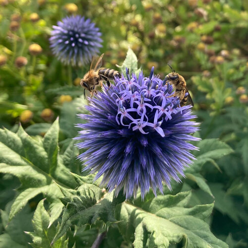 Globe thistle (Echinops ritro) with two wild bees on the flower head