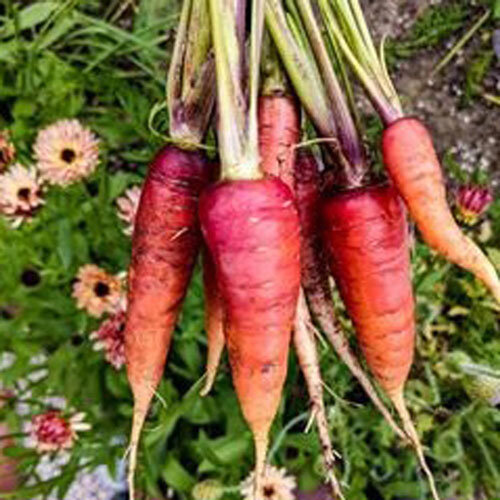Bunch of freshly harvested red and orange carrots in front of flowering marigolds