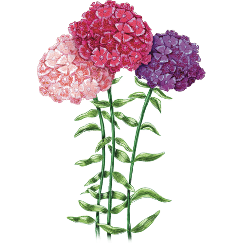 Carnations