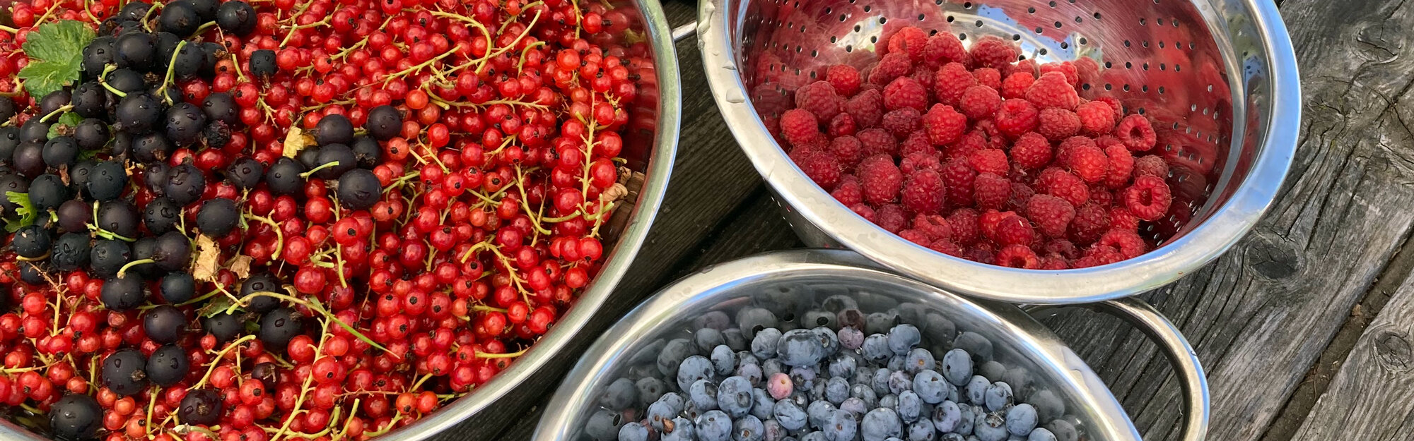 Freshly picked currants, raspberries and blueberries in metal bowls