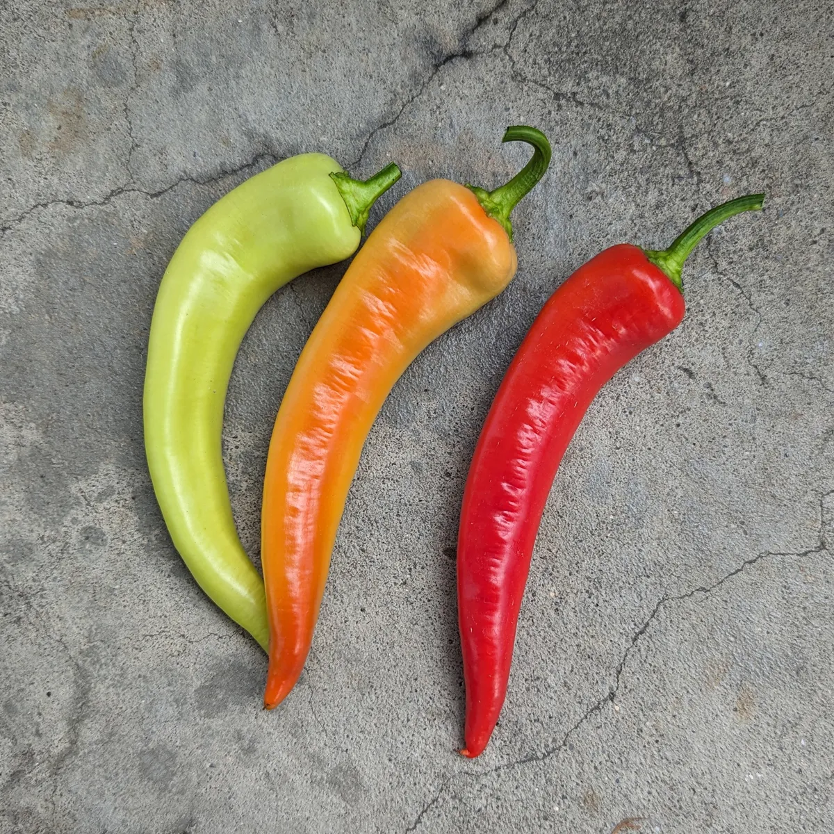 Gemüsechili 'Sweet Banana' (Capsicum annuum) Samen