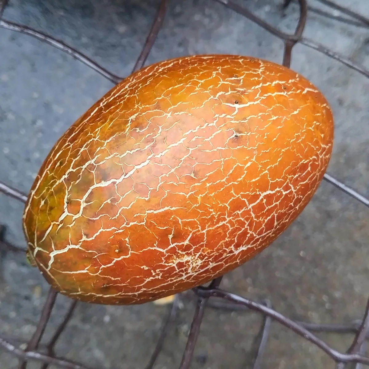 Russische Braune Netzgurke 'Brown Russian' (Cucumis sativus) Samen