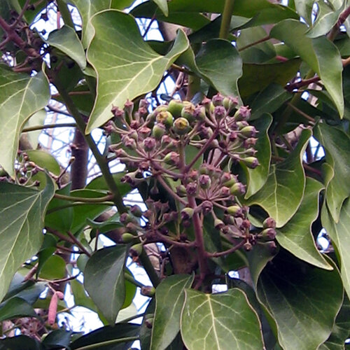 Ivy (Hedera helix) with spherical flower and fruit clusters