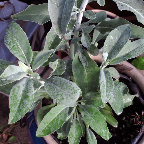 White sage (Salvia apiana) with silvery green leaves in a pot