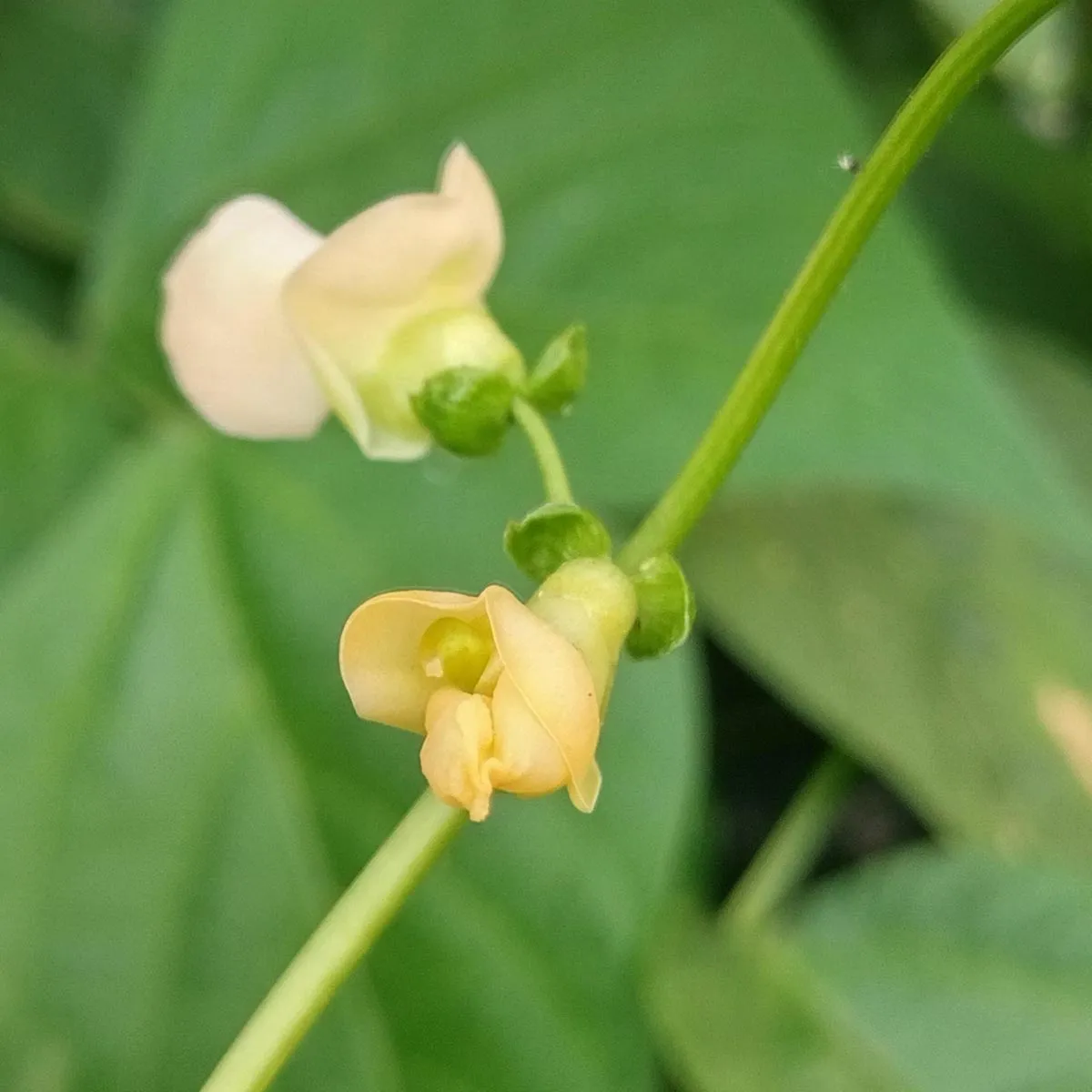 Buschbohne 'Pfälzer Juni' (Phaseolus vulgaris) Samen