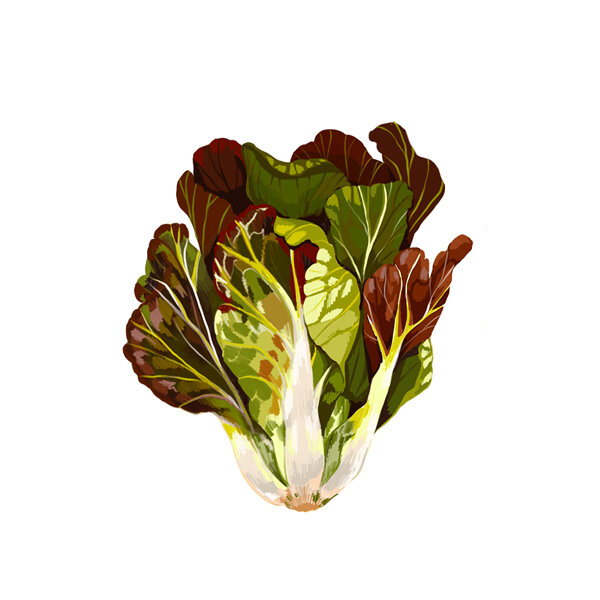 Illustration: romaine lettuce with green and reddish-brown leaves