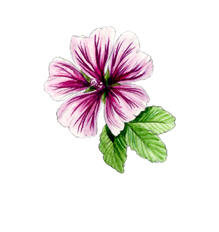 Flower Seeds