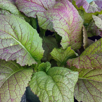 Red Giant leaf mustard (Brassica juncea) with green, purple-veined leaves