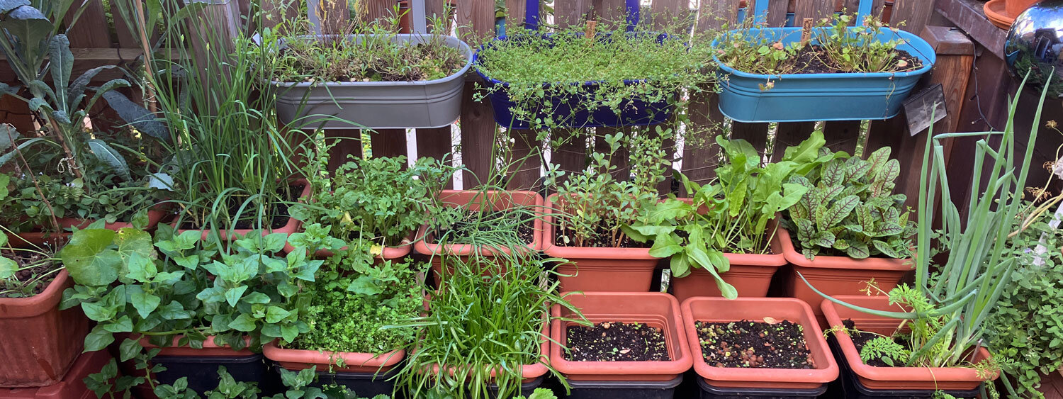 Balcony with lots of planted window boxes and pots full of herbs and young plants