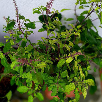 Tulsi, holy basil (Ocimum tenuiflorum), with purple flower spikes