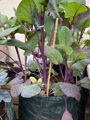 Green grow bag with vegetable plants on purple stems, supported by bamboo canes