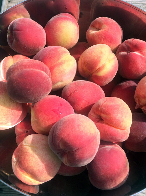 Freshly picked peaches in a bowl
