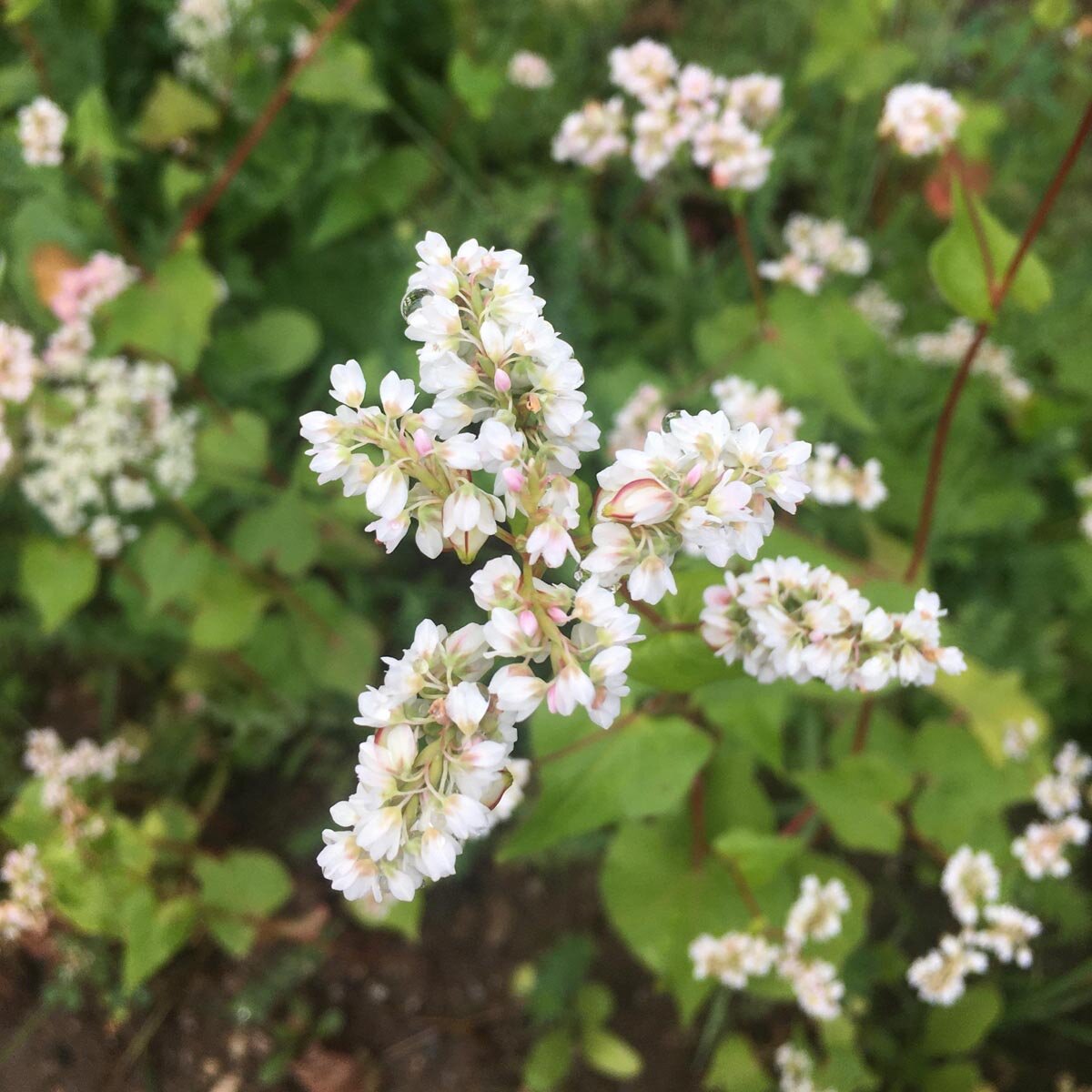 White flower clusters of Common Buckwheat (Fagopyrum esculentum)