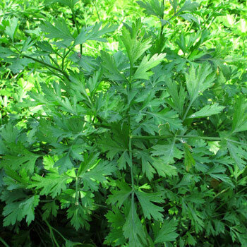 Lush plant of Italian Flat Leaf Parsley (Petroselinum crispum var. neapolitanum)