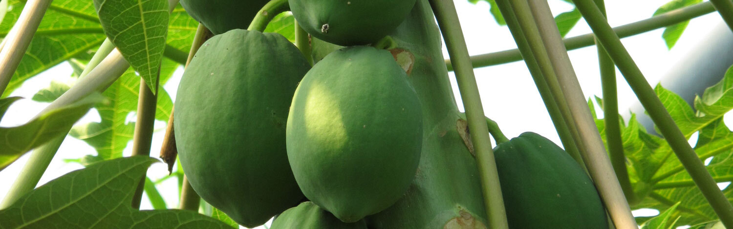 Papayas ripening in the greenhouse
