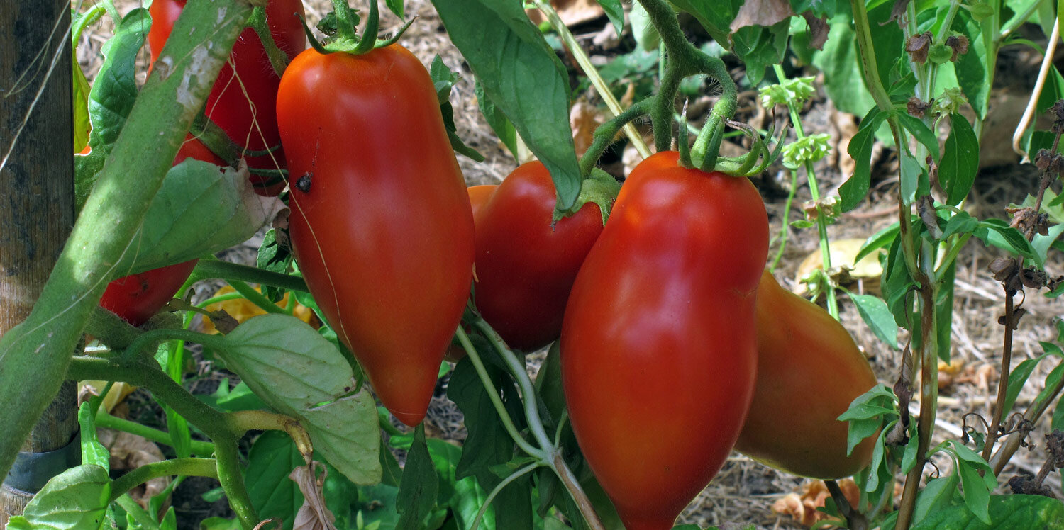 Plum tomatoes on the plant