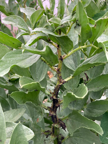 Broad bean infested with black bean aphids on the stem and shoot tip