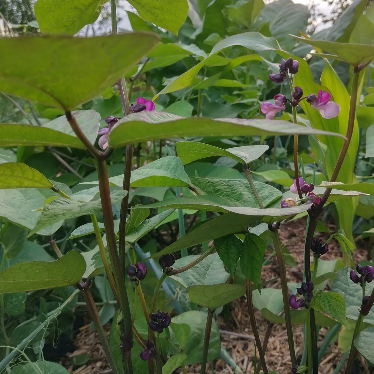 Violette Buschbohne 'Royal Burgundy' (Phaseolus vulgaris) Samen