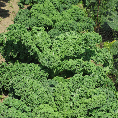 Kale with densely curled leaves in the vegetable bed