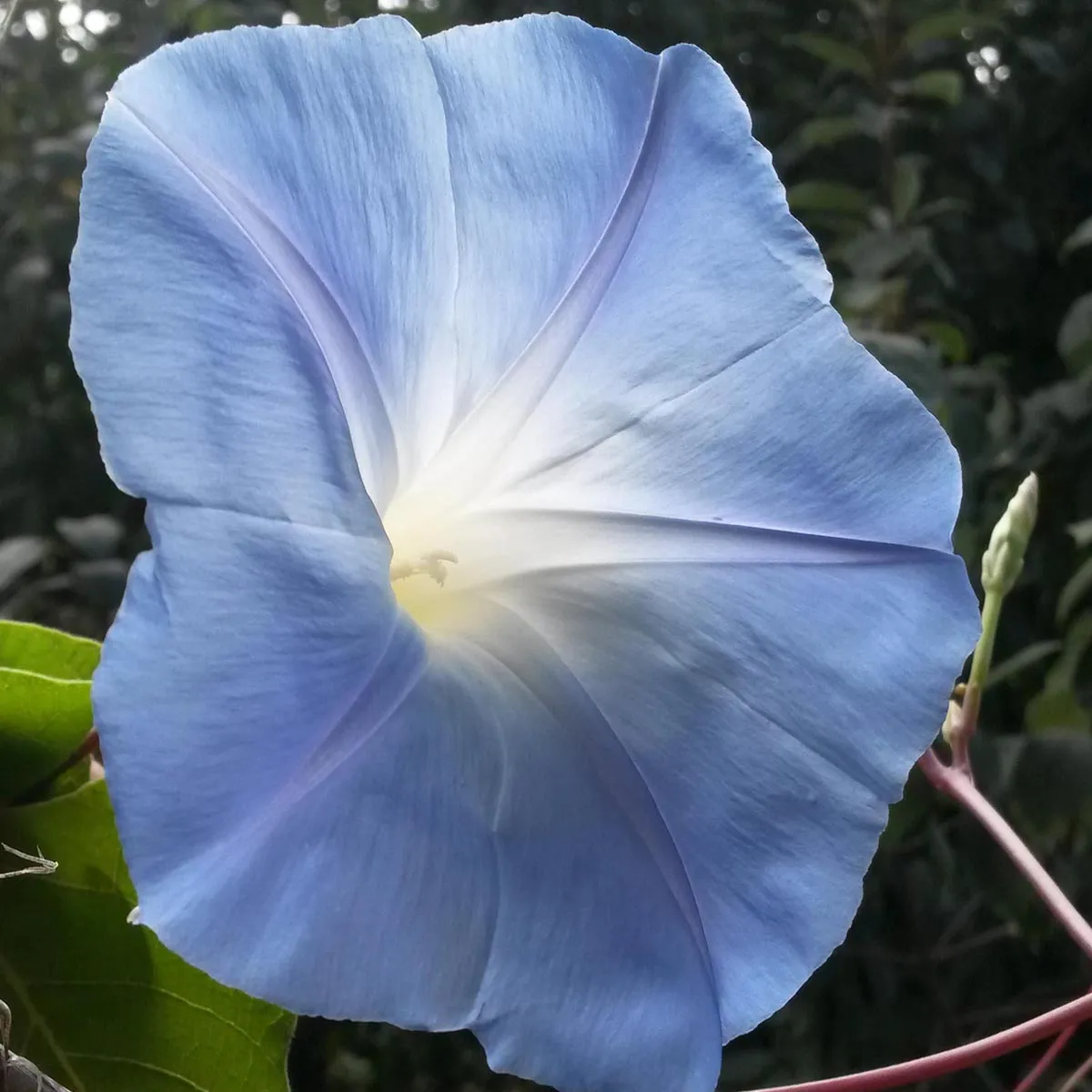 Trichterwinde 'Heavenly Blue' (Ipomoea tricolor) Samen